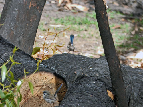 Blue Wrens 