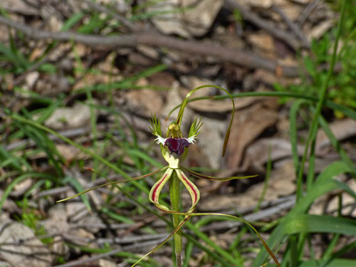 Large Green-comb Spider Orchid