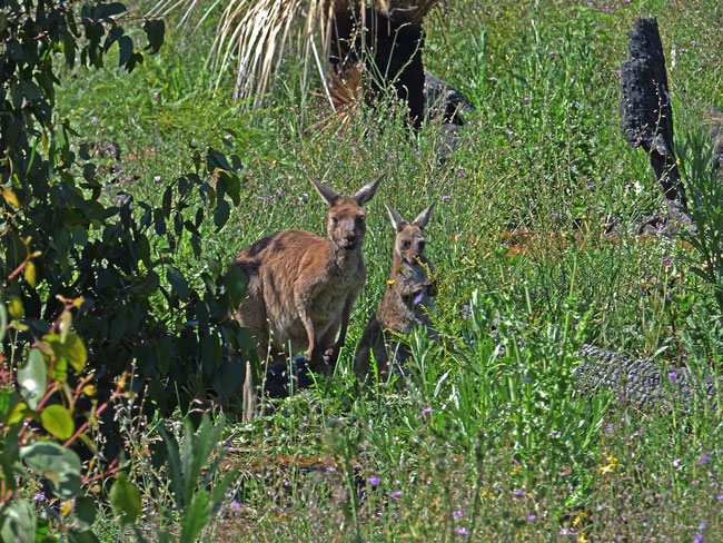 Kangaroos Yulti Batta Track