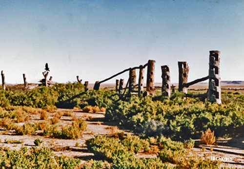 Dalhousie Stockyard Ruins - 1988