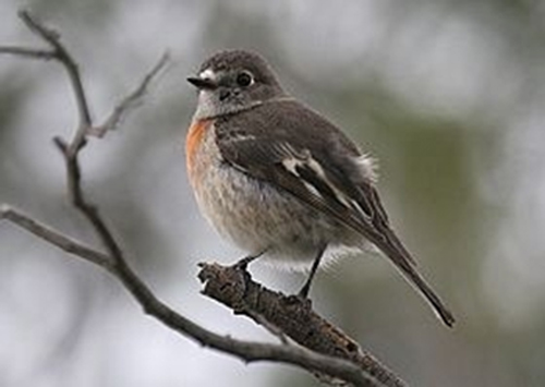 Female Scarlet Robin