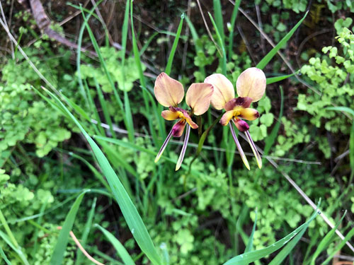 Wallflower Donkey orchids