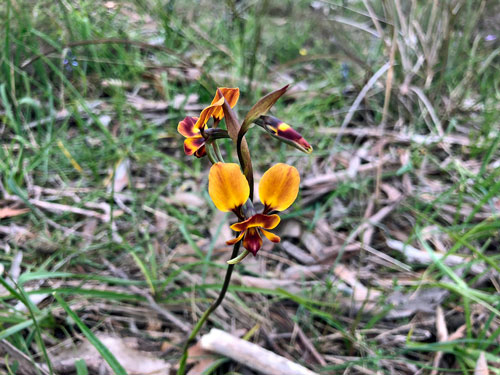 Wallflower Donkey Orchid