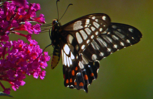 Chequered Swallowtail Butterfly