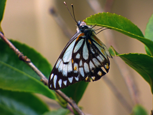  Caper White Butterfly