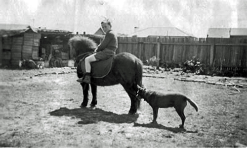 Bill Chartres 
on Shetland pony 'Tiny', with dog 'Brownie'