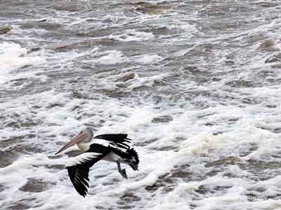 Birds enjoy the River Torrens water discharge into the ocean.