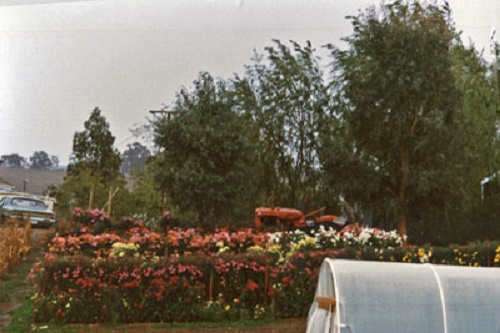 Photo - The North West corner of the block, planted with dahlias