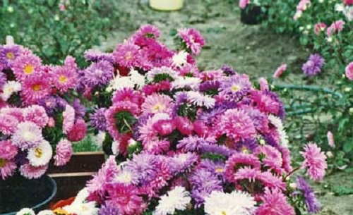 Photo - Asters